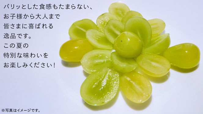 ＼ 選べる内容量 ／ シャインマスカット 1.3kg（約2房）2kg（約4房）5kg（約8～12房）【2025年9月より発送開始】（茨城県共通返礼品 [ぶどう]：結城市産）