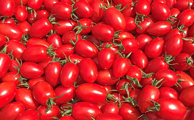 【愛してアイコ】ジュース 180ml×6本 セット 果汁飲料 野菜飲料 トマトジュース 野菜ジューストマト とまと ミニトマト [嶋田茂農園匠]