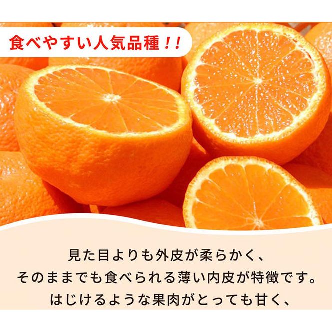 紀州有田産不知火(しらぬひ) 2.5kg