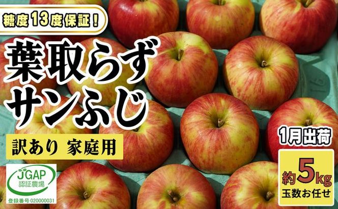 1月発送【 糖度保証 】家庭用 葉取らず サンふじ 約 5kg【 訳あり 】鶴翔りんごGAP部会 青森県産 津軽産 リンゴ 林檎 果物 フルーツ デザート 甘味