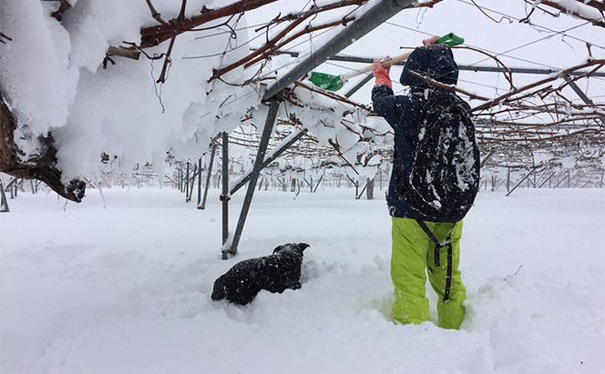 【完全無添加】【安心安全】【こだわりの搾汁製法】種あり巨峰／種なし巨峰／りんごのジュース 3本セット【栽培期間中 除草剤・ネオニコチノイド系農薬・化学肥料不使用】 果実飲料 フルーツジュース 飲み物 飲み比べ 