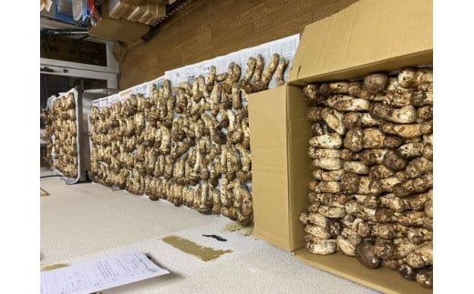 【数量限定】 天然松茸 250g 松茸ご飯、焼き松茸、土瓶蒸しなど 訳あり（簡易包装） F4N-2521