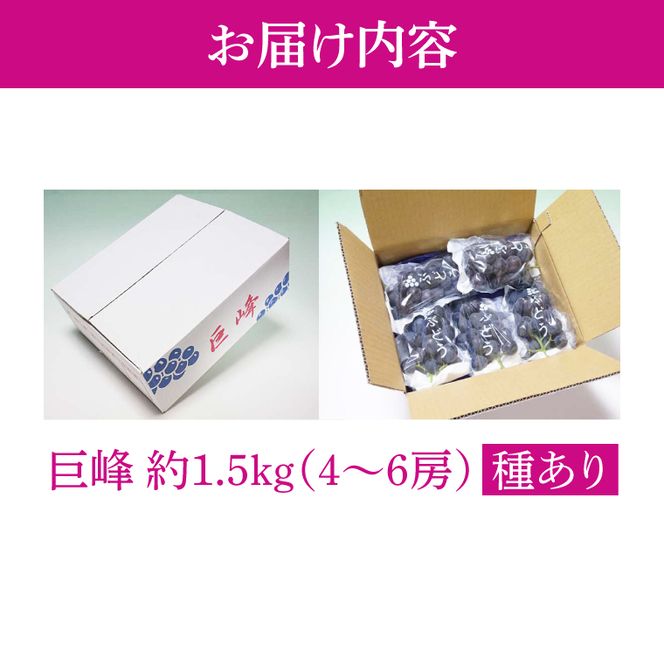 【2026年8月中旬より順次発送】★数量限定★種あり巨峰 約1.5kg(4～6房)【茨城県共通返礼品/石岡市】｜ぶどう 葡萄 果物 くだもの フルーツ 巨峰 石岡市 茨城県 行方市 人気 数量限定 送料無料(HL-1)