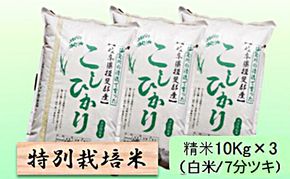 【令和7年産】特別栽培米 30kg【白米、7分ツキ】（コシヒカリ）