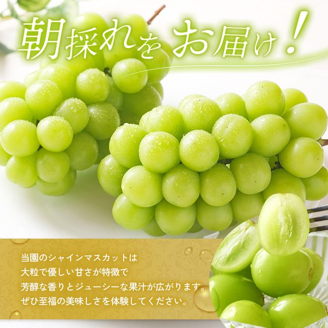 シャインマスカット 約780g以上（1房）朝採れ ぶどう セット 詰め合わせ 産地直送 フルーツ 兵庫県 加西市