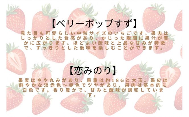 先行予約・数量限定！ 採れたて完熟いちご【かおり野・よつぼし・ベリーポップすず・恋みのり】 9粒～20粒×2箱 232238_CK01-PR