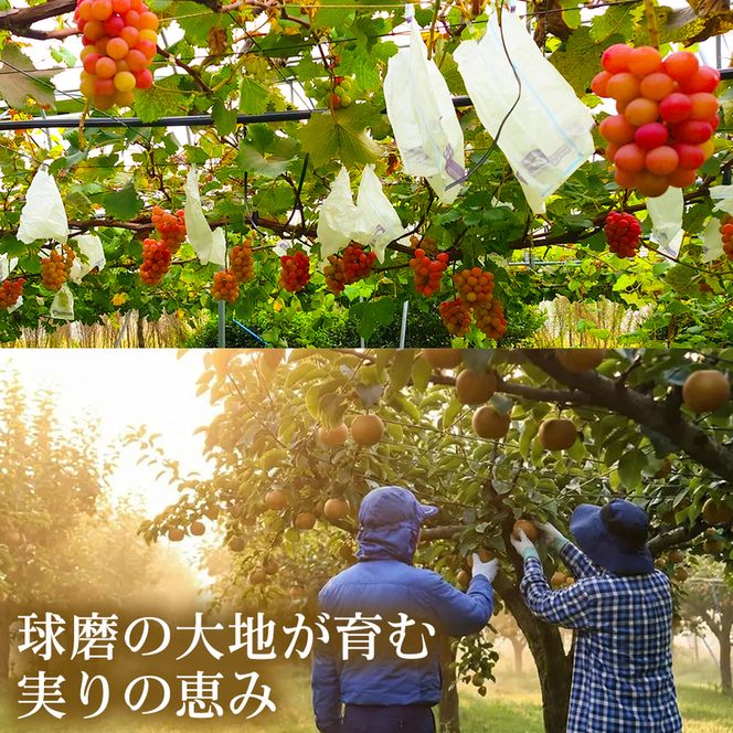 【巨峰系の濃厚さ】熊本県産ピオーネ｜食べ応え抜群の大粒ぶどう 2～5房(約2kg) 1箱 ピオーネ ぶどう フルーツ 高級 大粒 甘い ギフト 濃厚  贈答用 家庭用 お取り寄せ 熊本県