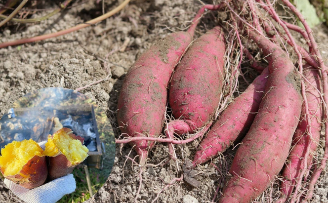 【令和9年1月より順次出荷】京都府産　干し芋(紅はるか) 150g×4袋　さつまいも サツマイモ 紅はるか ねっとり 自家栽培 宮津市 京都府　栽培期間中農薬・化学肥料・除草剤不使用