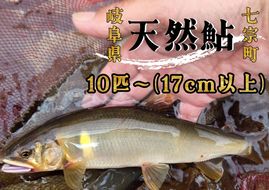 ※岐阜県産天然鮎七宗町産(17cm以上) ※2026年6月より順次発送予定