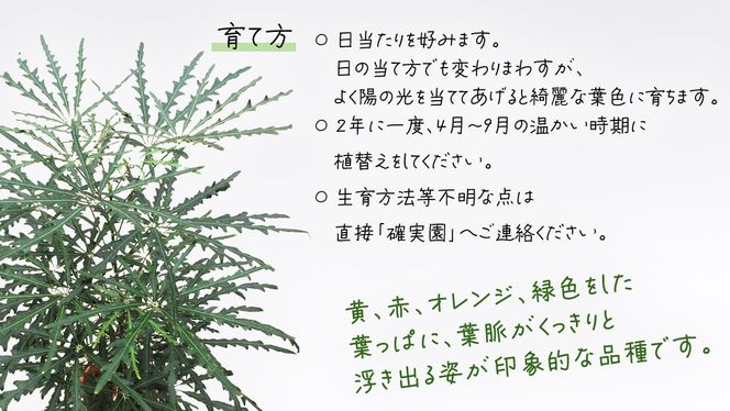 アラレア グリーンエレガンス 5号ポット 1点 家庭 で 園芸 鉢植え 苗 庭木 果樹 ガーデニング 植物 確実園 観葉植物 インテリア 植木鉢 [BG019us]