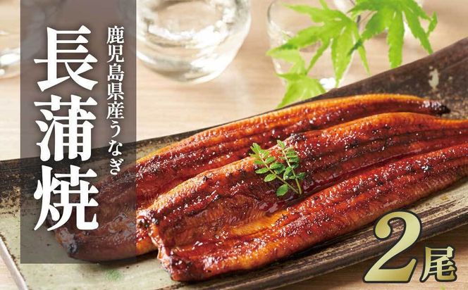 ふるさと納税限定　鹿児島県大崎町産 国産 うなぎ長蒲焼 2尾 計320g以上 | 鰻 うなぎ蒲焼き うな重 ひつまぶし ウナギ 蒲焼 人気 おすすめ 鹿児島 大隅半島 DU001　 464686_DU001