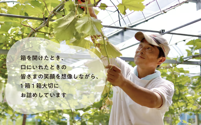 【2026年先行予約】シャイニーレディ大サイズ2房 計1.3kg~ 赤色の早生葡萄 【KF-B095-01】