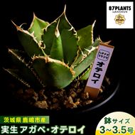 鹿嶋市産 実生アガベ・オテロイ（3～3.5号鉢サイズ）【アガベ オテロイ 多肉植物 鉢 茨城県 鹿嶋市】（KCP-11）