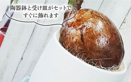 ココヤシ 糸島市 / cocoha [AWB012] 観葉植物 緑 グリーン 暮らし インテリア 植物 鉢 おしゃれ 室内  かわいい