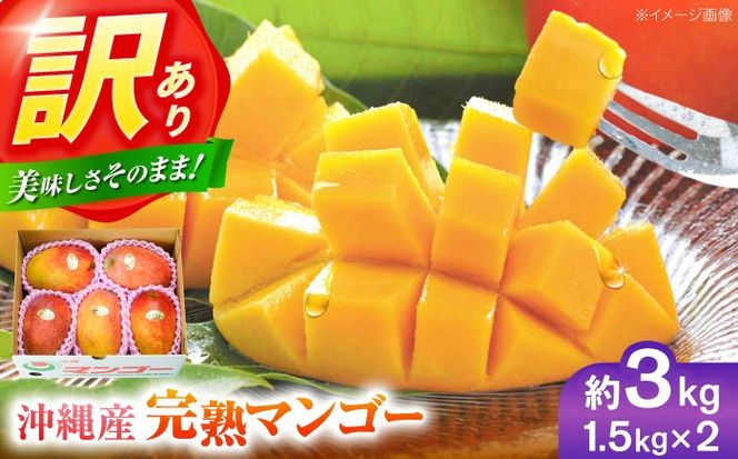 yꌧszys\ 2026N \tz 󂠂 n}S[ 3kg (1.5kg (3`6) ×2) }S[  ʕ t[c Mtg s / Ղ`s [BCAA003]