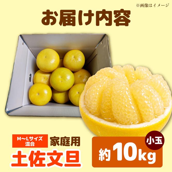 【先行予約】土佐文旦 小玉 家庭用 約10kg （M～Lサイズ：23～29玉入り） 文旦 ぶんたん ブンタン 10キロ 柑橘 フルーツ デザート 果物 ご当地 人気 名産＜2027年1月中旬～順次発送＞【玉木農園】