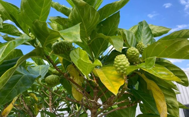 沖縄県産ノニ100％使用『神寿 SHINJU』720ml×6本 ノニジュース 沖縄 健康ドリンク 健康食品 ギフト 沖縄市/有限会社おきりゅう[BCBB004]