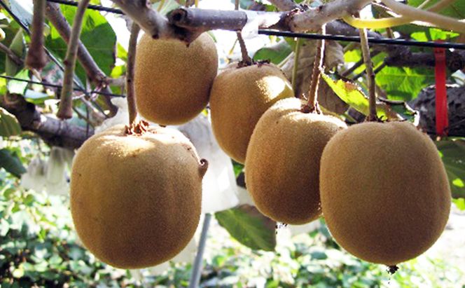 さぬき ゴールドキウイ  L～４Lサイズ16玉～ 24玉 3.5kg ゴールデンキウイ キウイフルーツ キウイ フルーツ 果物 くだもの 果実 旬の果物 旬のフルーツ 香川 香川県 東かがわ市