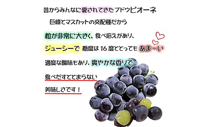 ぶどう 2026年 先行予約 ニュー ピオーネ【9月上旬～順次発送分】約2kg（2房～5房）秀品 糖度抜群！ 種無し ブドウ 葡萄  岡山県産 国産 フルーツ 果物 ギフト 果物類 