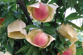 2026年産 先行予約 桃 加東市産『やしろの桃』3kg 【お届け：2027年7月中旬～8月上旬】[フルーツ 果物 もも] ３kg 