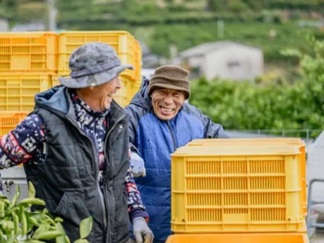 手が止まらない 訳あり 有田みかん 約5kg 大きさ無選別（2S〜3L） 糖度11度以上 鳴川農園 FD02