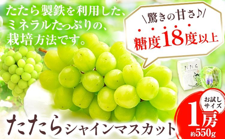 [2025年度産先行予約] マスカット シャインマスカット お試しサイズ 1房(約550g)たたらみねらるシャインマスカット ギフト 糖度18度以上 フルーツ 種無し ぶどう 葡 Y&G.ディストリビューター 岡山県 笠岡市 [2025年8月下旬-10月下旬頃出荷]---Y-14---