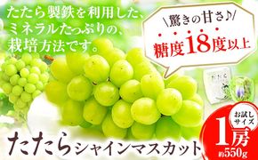 【2025年度産先行予約】 マスカット シャインマスカット お試しサイズ 1房（約550g）たたらみねらるシャインマスカット ギフト 糖度18度以上 フルーツ 種無し ぶどう 葡 Y&G．ディストリビューター 岡山県 笠岡市 《2025年8月下旬-10月下旬頃出荷》---Y-14---