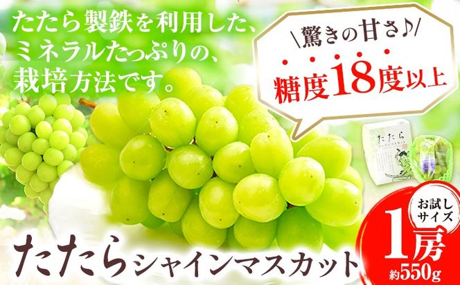 【2025年度産先行予約】 マスカット シャインマスカット お試しサイズ 1房（約550g）たたらみねらるシャインマスカット ギフト 糖度18度以上 フルーツ 種無し ぶどう 葡 Y&G．ディストリビューター 岡山県 笠岡市 《2025年8月下旬-10月下旬頃出荷》---Y-14---