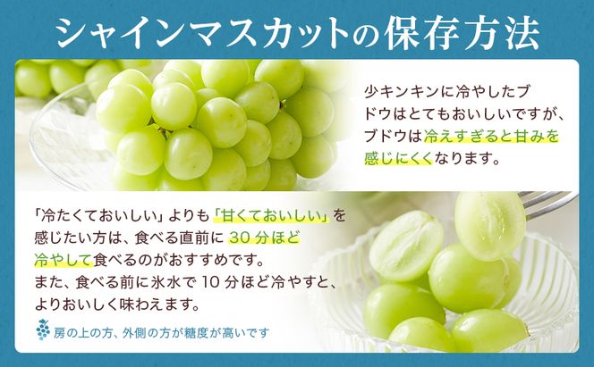 ぶどう 2026年 先行予約 シャイン マスカット 晴王 5房～10房 約5kg 8月下旬～11月下旬発送 ブドウ 葡萄 岡山県産 国産 フルーツ 果物 ギフト 