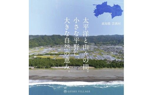 朝どれ！野菜の詰合せ 3ヶ月定期便 芸西村で採れた新鮮な野菜6～8種類をお届けします。 野菜 野菜詰め合わせ 野菜セット 詰め合わせ ナス ピーマン 