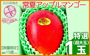 【2025年発送】【数量限定】特選（超大玉）常夏アップルマンゴー！糖度15度以上　1玉農園から直送 最高級 先行予約 沖縄 甘味 糖度 濃厚 美味しい お土産 おいしい ギフト とろける甘さ 香り アーウィン 果汁 １玉 箱入り お取り寄せ 見た目 きれい 綺麗