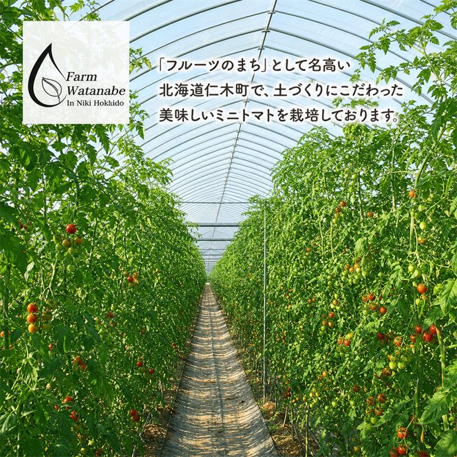 【2026年産】ミニトマト ジュース (北海道 仁木町産 ミニトマト[エコスイート]100%) 1L×12本 無塩・無糖・保存料無添加【栽培期間中 農薬・化学肥料不使用 】 野菜飲料 ジュース トマト [Farm Watanabe]