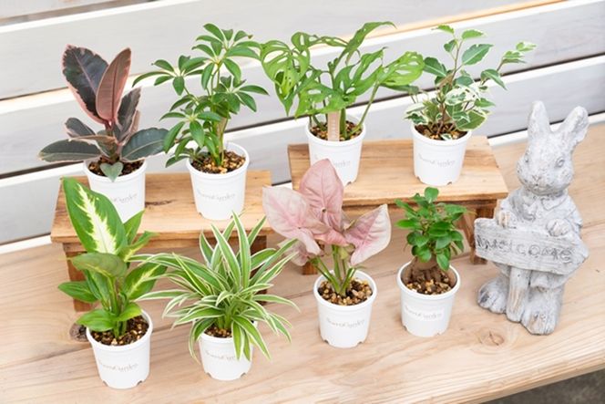 【お部屋にちょうどいい】観葉植物お試し3点セット｜専門店が選ぶ“はじめてのグリーン”【京都・京丹後】　YE00004