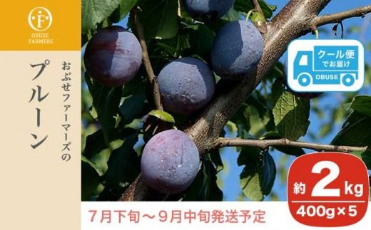 プルーン 約2kg ［おぶせファーマーズ］果物 フルーツ 生プルーン 産地 直送 クール便 冷蔵便 長野県産 信州産 令和7年産 【2025年7月下旬〜9月中旬発送】 ［F-21］