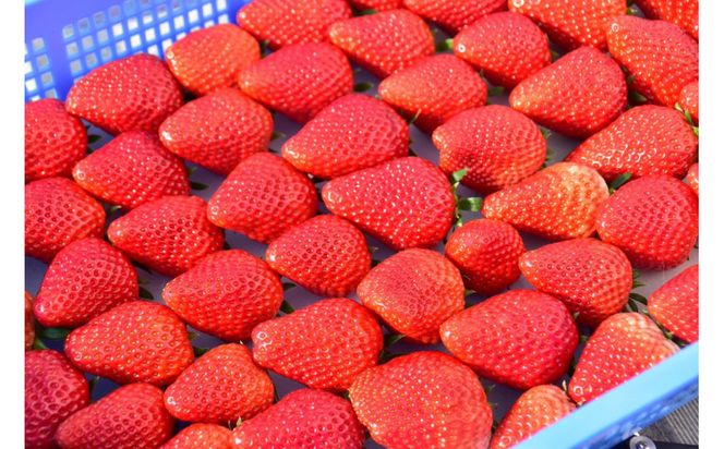 【訳アリ 冷凍いちご】静岡県産の完熟紅ほっぺを使用した冷凍いちご1kg【静岡県産】 222232_CF002