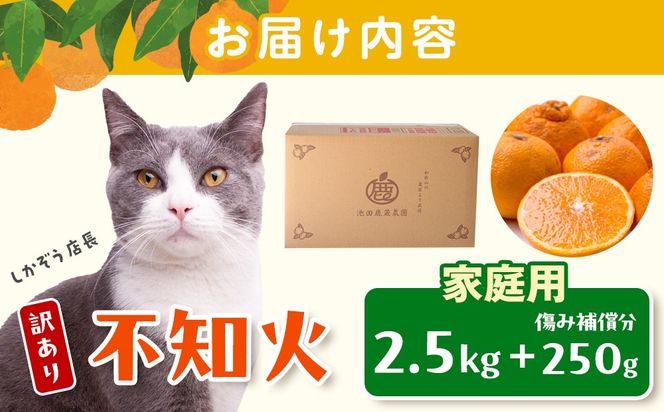 ［先行予約］家庭用 不知火2.5kg+250g（傷み補償分）［デコポンと同品種・人気の春みかん］［わけあり・訳あり］ CZ117