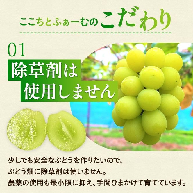 【2026年先行予約】 小さなぶどう園の シャインマスカット お試し1房 500g以上 ご家庭用 ここちとふぁーむ 岡山県 真庭市 ぶどう 【koko014-01】