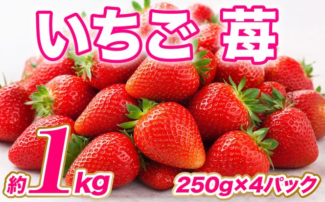 【先行予約】 いちご 約1kg（約250g×4パック） イチゴ 苺 果物 くだもの フルーツ 旬 ジャム スムージー スイーツ 熊本県 八代市 【2027年1月上旬より順次発送】