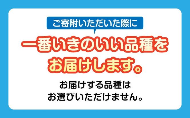 改良メダカ5匹 初恋ダルマメダカ メダカ 観賞魚 ダルマ  愛西市 / 株式会社プロスパージャパン[AEAK006]