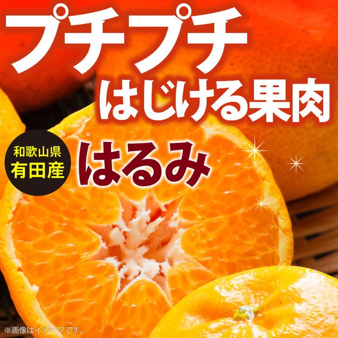 和歌山有田の濃厚 はるみ 5kg (Lサイズ)【ハルミ 春見 ミカン 蜜柑 柑橘 和歌山 有田】_AB6047n