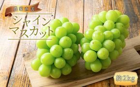農家直送 朝採り シャインマスカット  約2kg［2026年・先行予約］  AO028