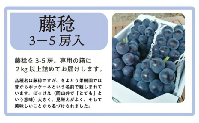 【2026年先行予約】大粒で食べ応え満点！ 藤稔の上級品 3～5房入 計2.0kg～ (岡山県産) / ふじみのり 藤みのり ぶどう ブドウ 葡萄 先行予約 フルーツ 果物 真庭市 フルーツ王国 きよとう果樹園【KF-B002-02】