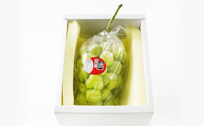 ぶどう 2026年 先行予約 桃太郎 ぶどう 1房（800g以上）化粧箱入り ブドウ 葡萄  岡山県産 国産 フルーツ 果物 ギフト 大粒 種なし 果汁たっぷり 酸味 甘さ バランス 