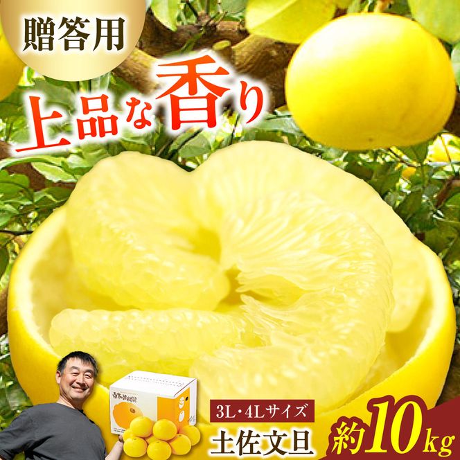【先行予約】＼果樹園直送／贈答品 土佐文旦 約10kg  大玉 4L～3Lサイズ (13～18個入り)〈2027年2月中旬～3月中旬頃発送〉 高知県 土佐市【白木果樹園】 [BQAI004]