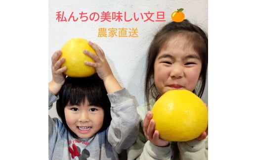 土佐文旦 家庭用 約10キロ（2L～4Lサイズ：16～21玉) 大玉 先行予約 数量限定 文旦 ぶんたん ブンタン 土佐文旦 柑橘 フルーツ 果物 