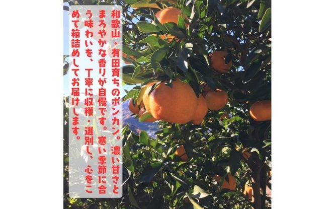 【先行予約】極甘 柑橘有田育ちの 濃厚 ポンカン（家庭用）約3kg+200g(傷み補償分)　※2027年1月上旬～3月上旬に順次発送 ※着日指定不可【ard155D】