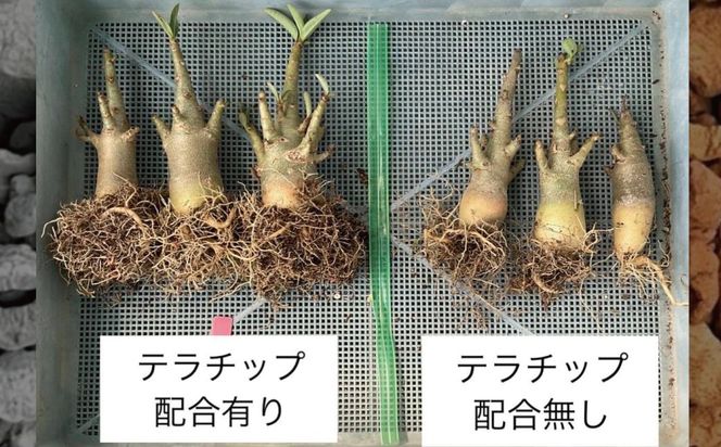 三河焼植木鉢ハーモニーブラウン【テラチップ赤焼】プランター お手軽植物栽培セット 園芸 粘土 鉢 植物 土 シルバー 赤 茶 H188-008