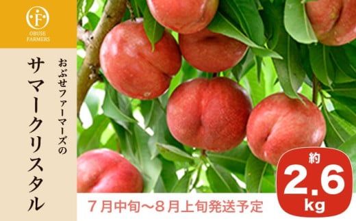 サマークリスタル 約2.6kg ［おぶせファーマーズ］先行予約 ネクタリン 果物 フルーツ 冷蔵便 クール便 長野県産 信州産  令和8年産【2026年7月中旬～8月上旬発送】