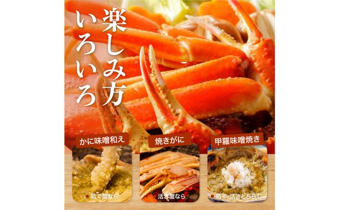 1057.【2027年1月～2027年3月発送】特撰 松葉がに（なま）【訳あり】500g超のサイズ 食べ応えあり 2杯 313726_BS035