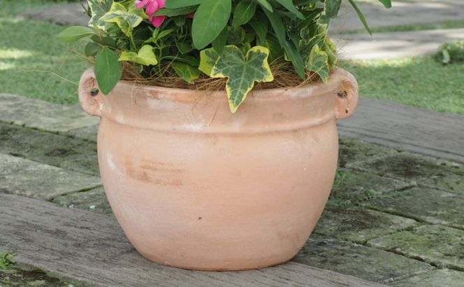 植物 寄植え 花 季節のお花 寄せ植え つぼ丸型 ピンク系 25cm お花の寄せ植え インテリア グリーンアイテム 癒し かわいい 玄関 ガーデン 庭 ガーデニング 